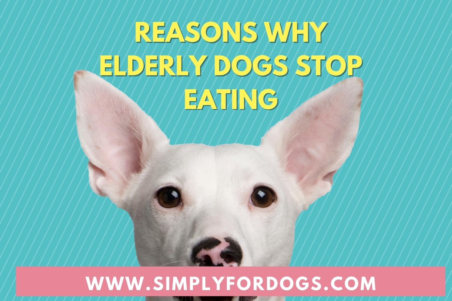 reasons-why-elderly-dogs-stop-eating-most-possible-reasons