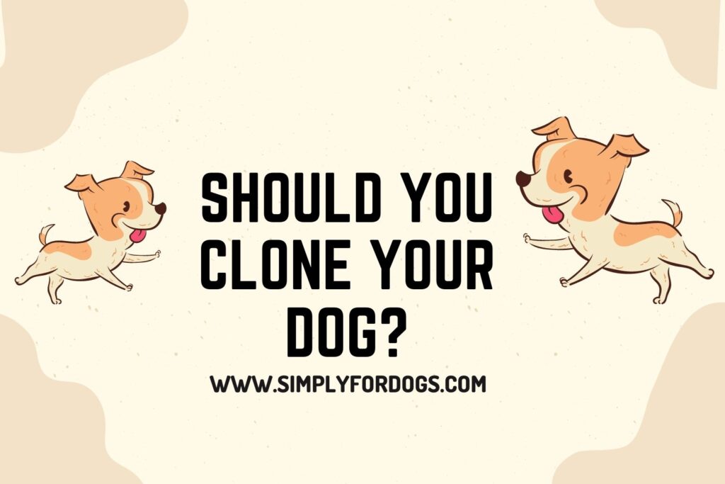 Should You Clone Your Dog? (What Expert Says) Simply For Dogs