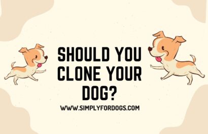 Should You Clone Your Dog_