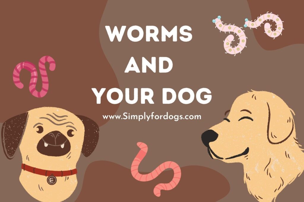 worms-and-your-dog-types-of-worms-simply-for-dogs