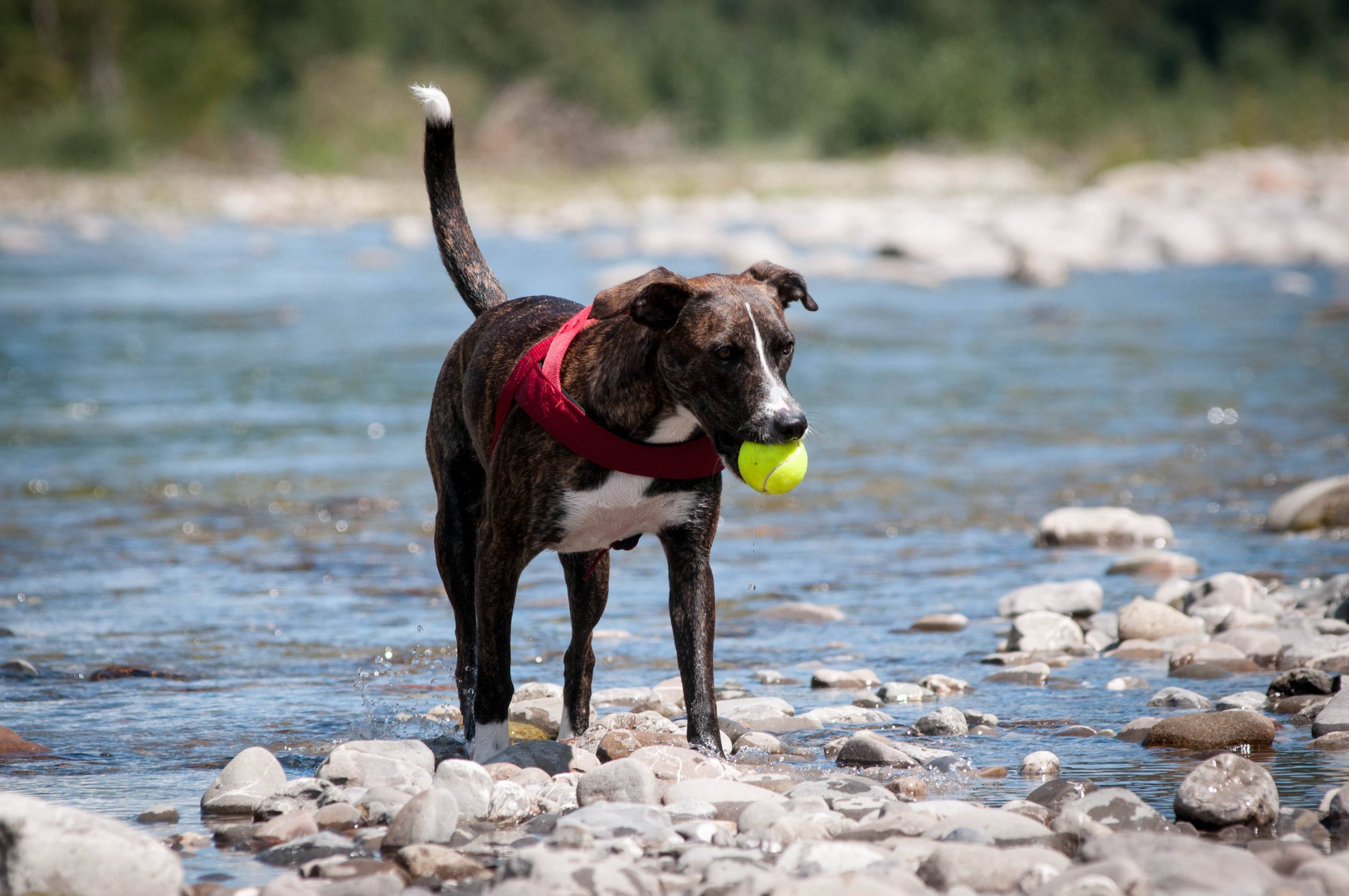 This Is What Your Dog'S Tail Is Really Made Of - ggtu1cf
