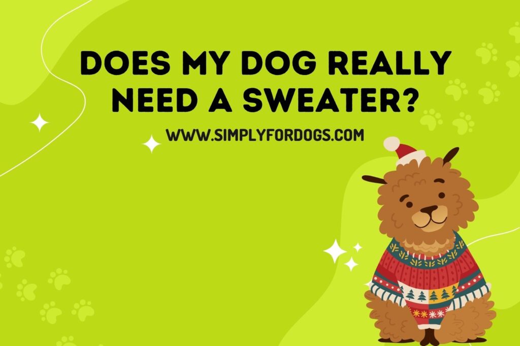Does My Dog Really Need a Sweater? (Dog Caring Tips) Simply For Dogs