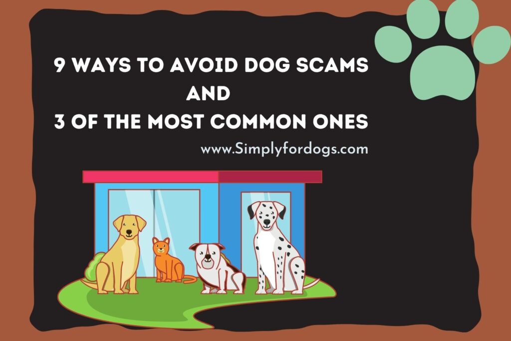 dog-scams-definition-avoiding-tips-simply-for-dogs