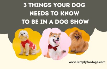 Dog-Show