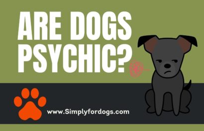 Dogs-Psychic