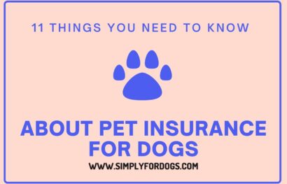 11 Things You Need to Know About Pet Insurance for Dogs