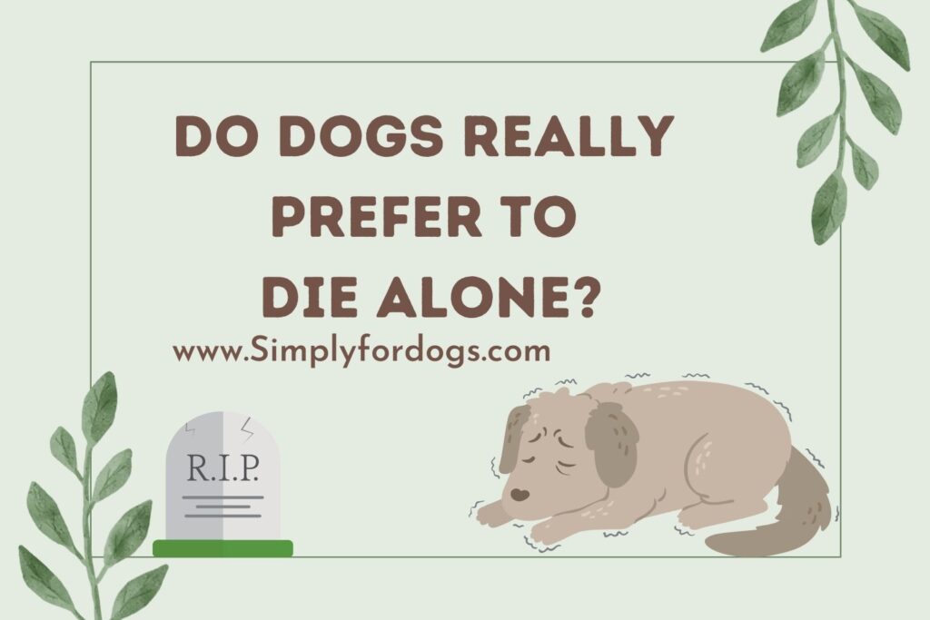 do dogs like to die alone
