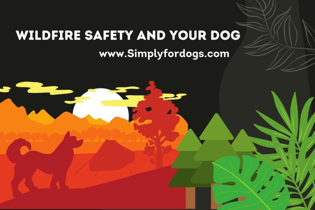 Wildfire Safety and Your Dog (Everything You Need to Know)