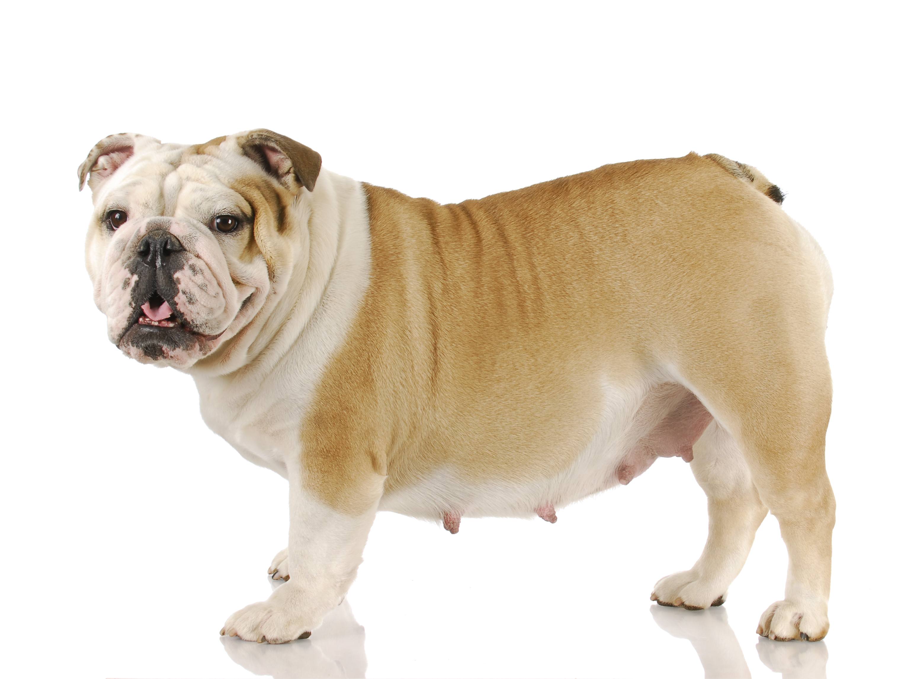 Can Male Dogs Sense Early Pregnancy