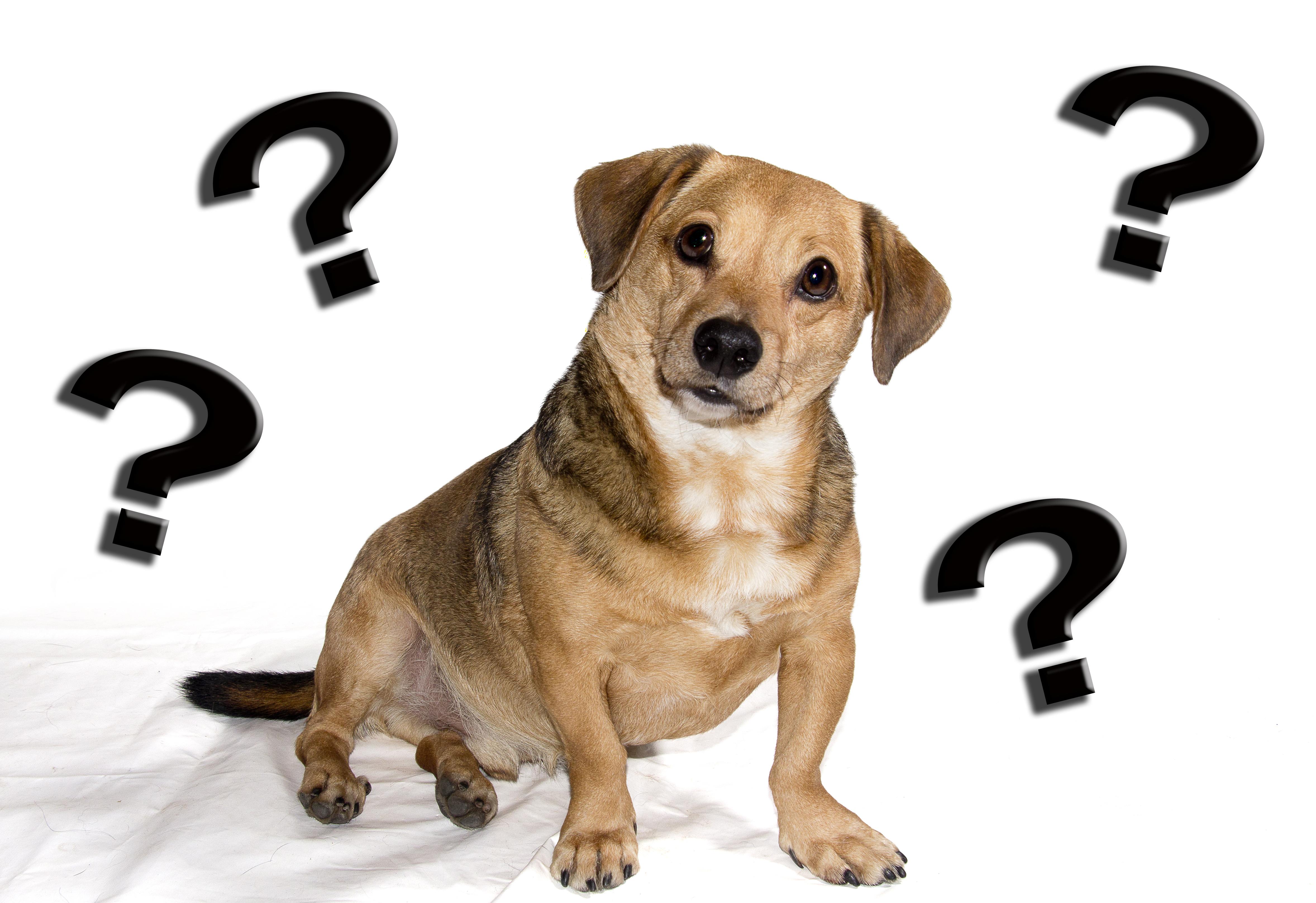 how-do-dogs-think-and-feel-and-do-they-reason-simply-for-dogs