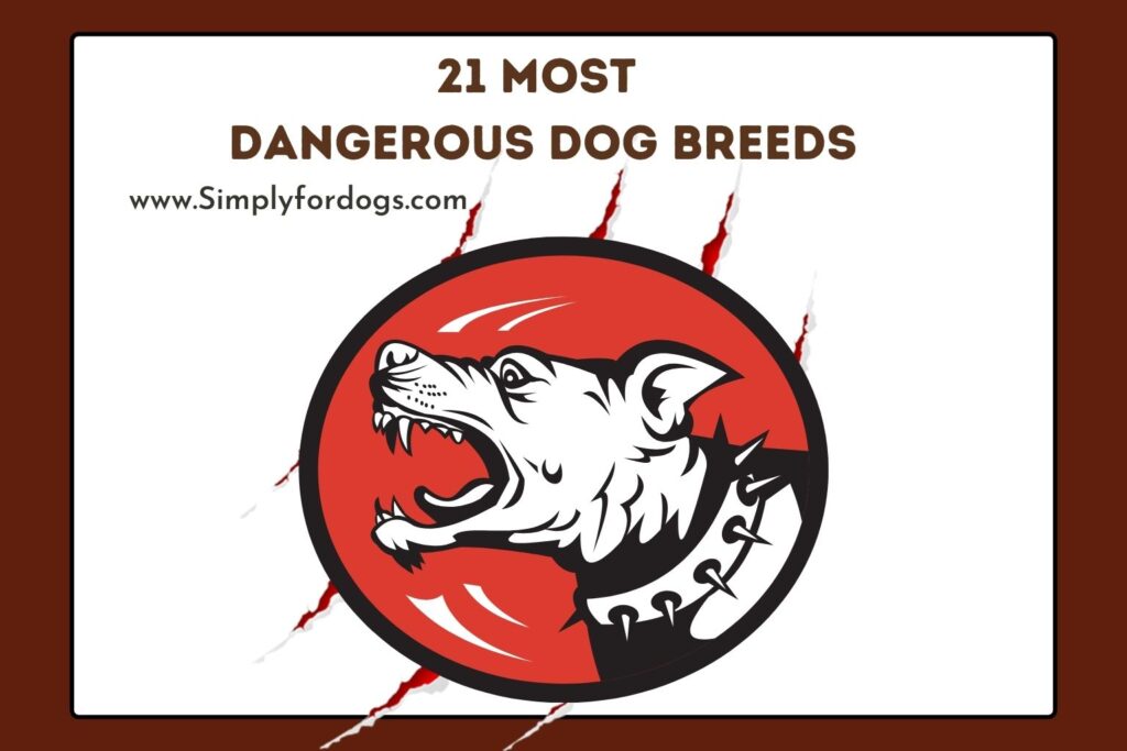 Most Dangerous Dog Breeds (You Must Know) Simply For Dogs