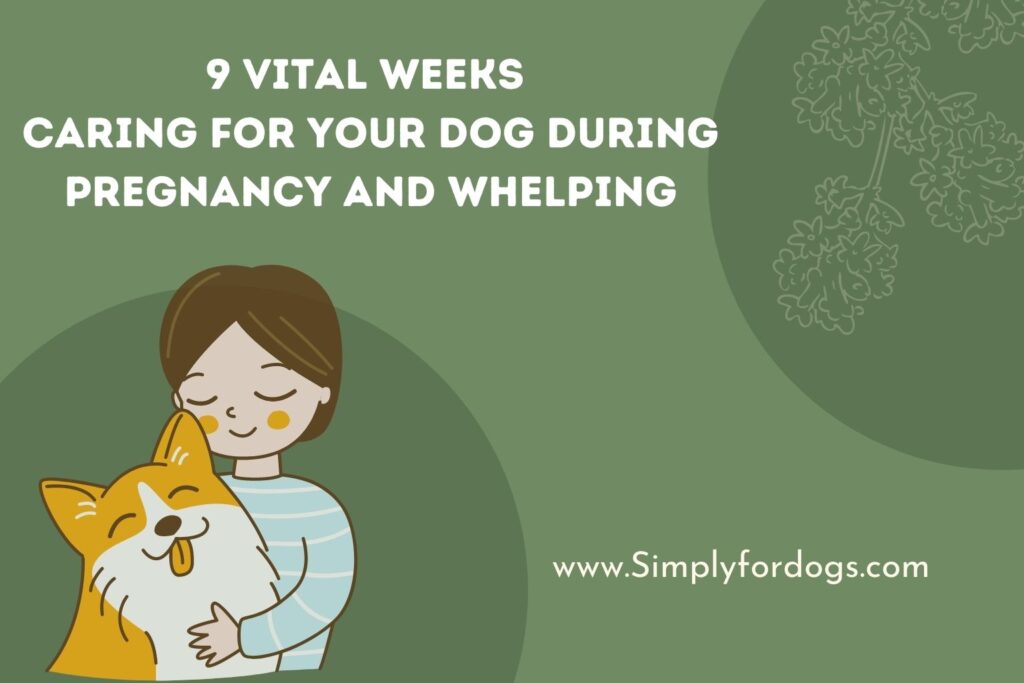 Dog Pregnancy (Owners Must Know These!) Simply For Dogs