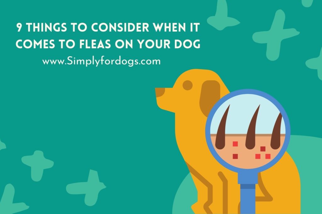 Fleas on Your Dog (Permanent Solution) - Simply For Dogs