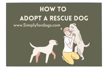 Rescue-Dog