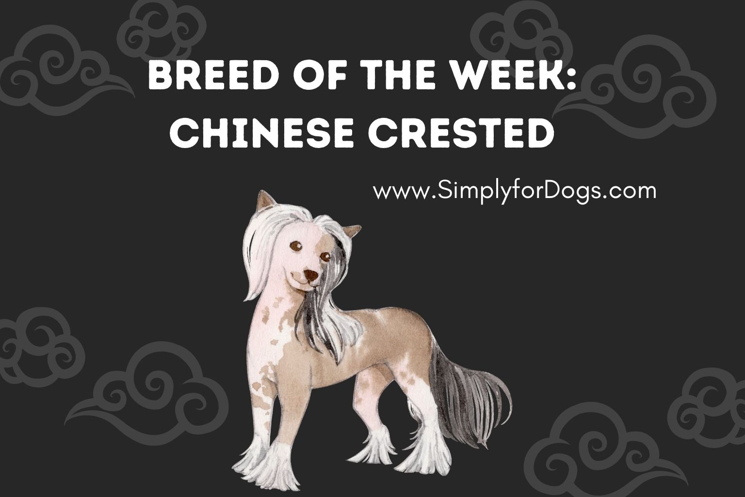 Breed of the Week_ Chinese Crested