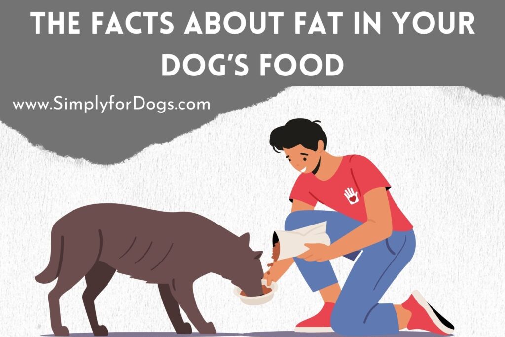 The Facts About Fat in Your Dog's Food (Real or Myth?)