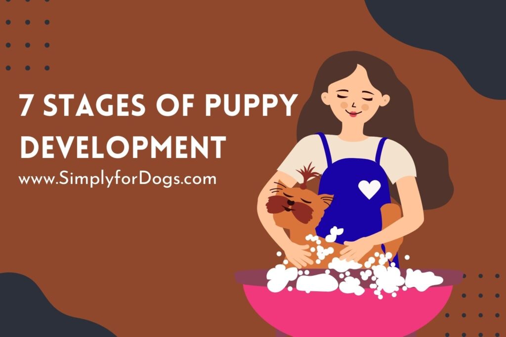 7 Stages of Puppy Development (Long Lasting Tips)