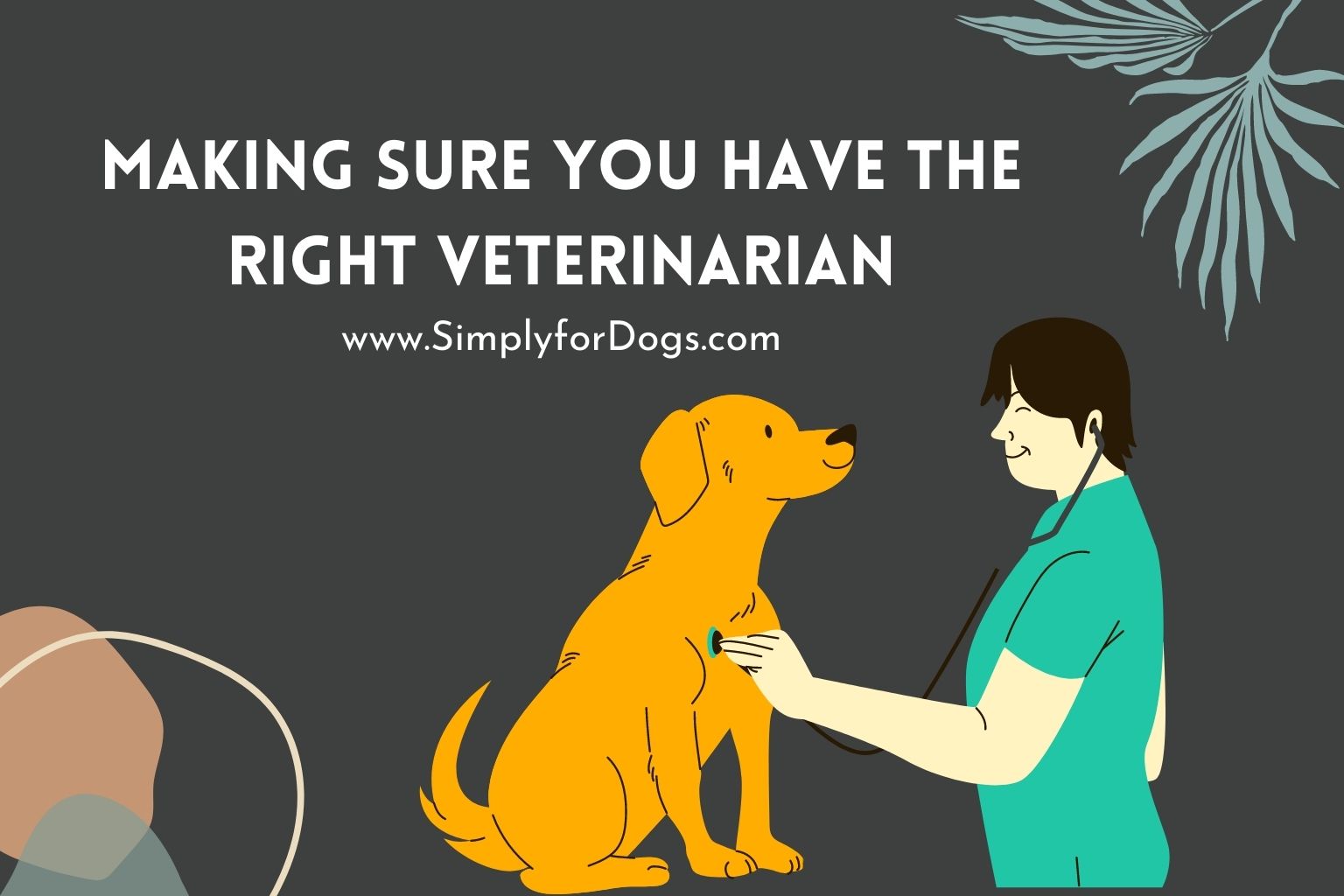 Making Sure You Have the Right Veterinarian (Steps to Take Decision)