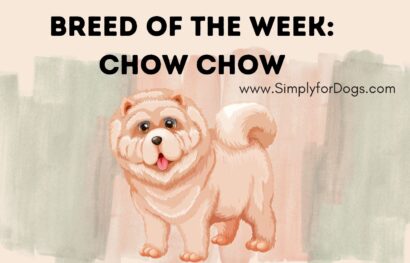 Breed of the Week_ Chow Chow