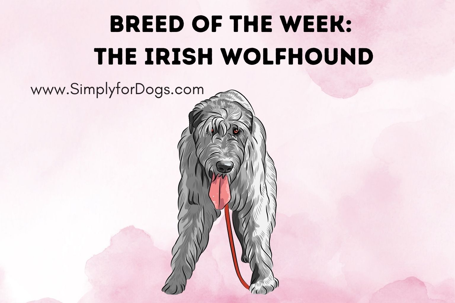 Breed of the Week_ The Irish Wolfhound