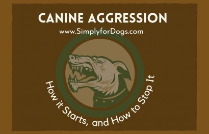 Canine Aggression