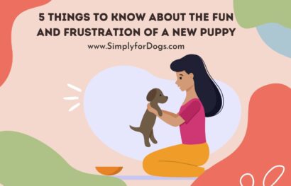 Fun of Puppy