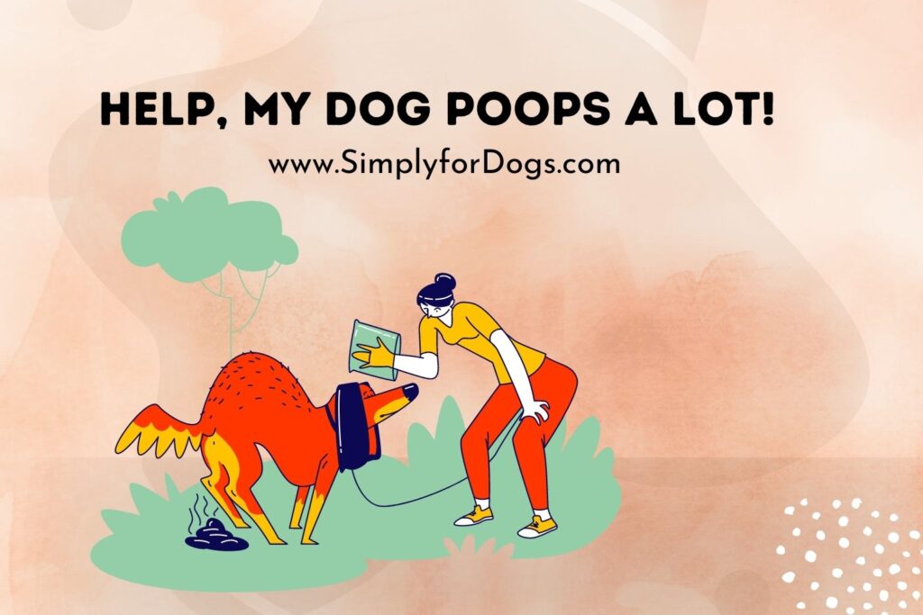 Help, My Dog Poops a Lot! (And Solution) Simply For Dogs