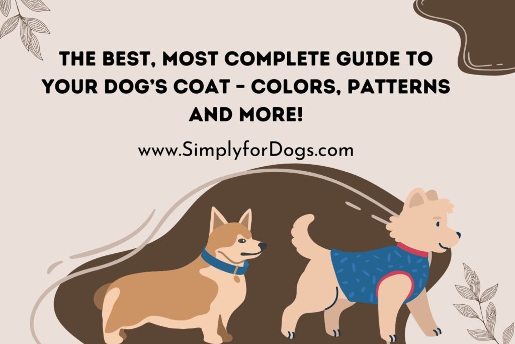A Complete Guide To Your Dog's Coat - Simply For Dogs