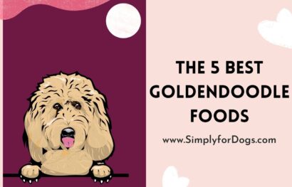 Goldendoodle Foods