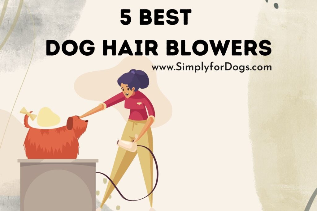 5 Best Dog Hair Blowers (Best to Use) Simply For Dogs