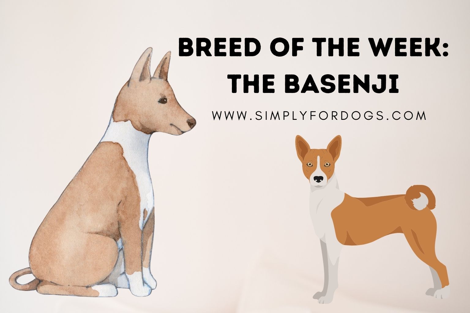 Breed of the Week_ The Basenji