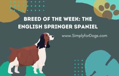 Breed of the Week_ The English Springer Spaniel