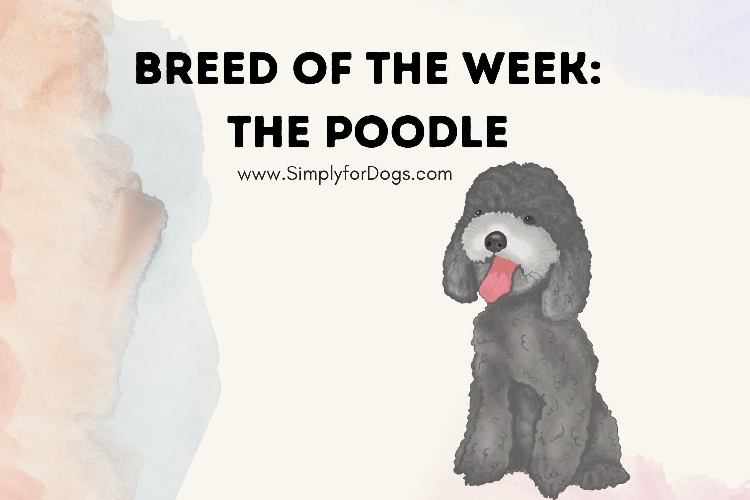 Breed of the Week_ The Poodle