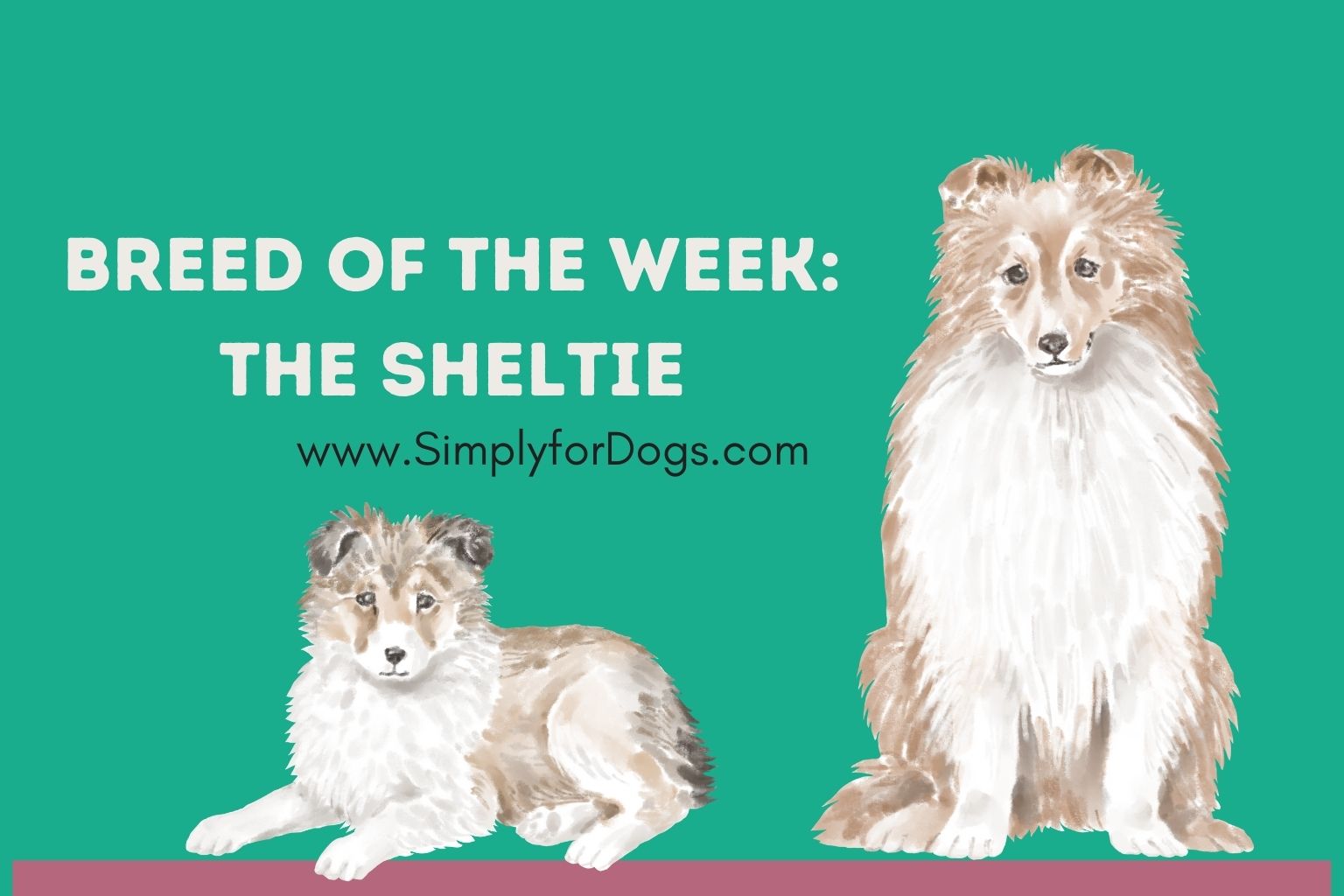 Breed of the Week: The Sheltie (Pet Tips) - Simply For Dogs