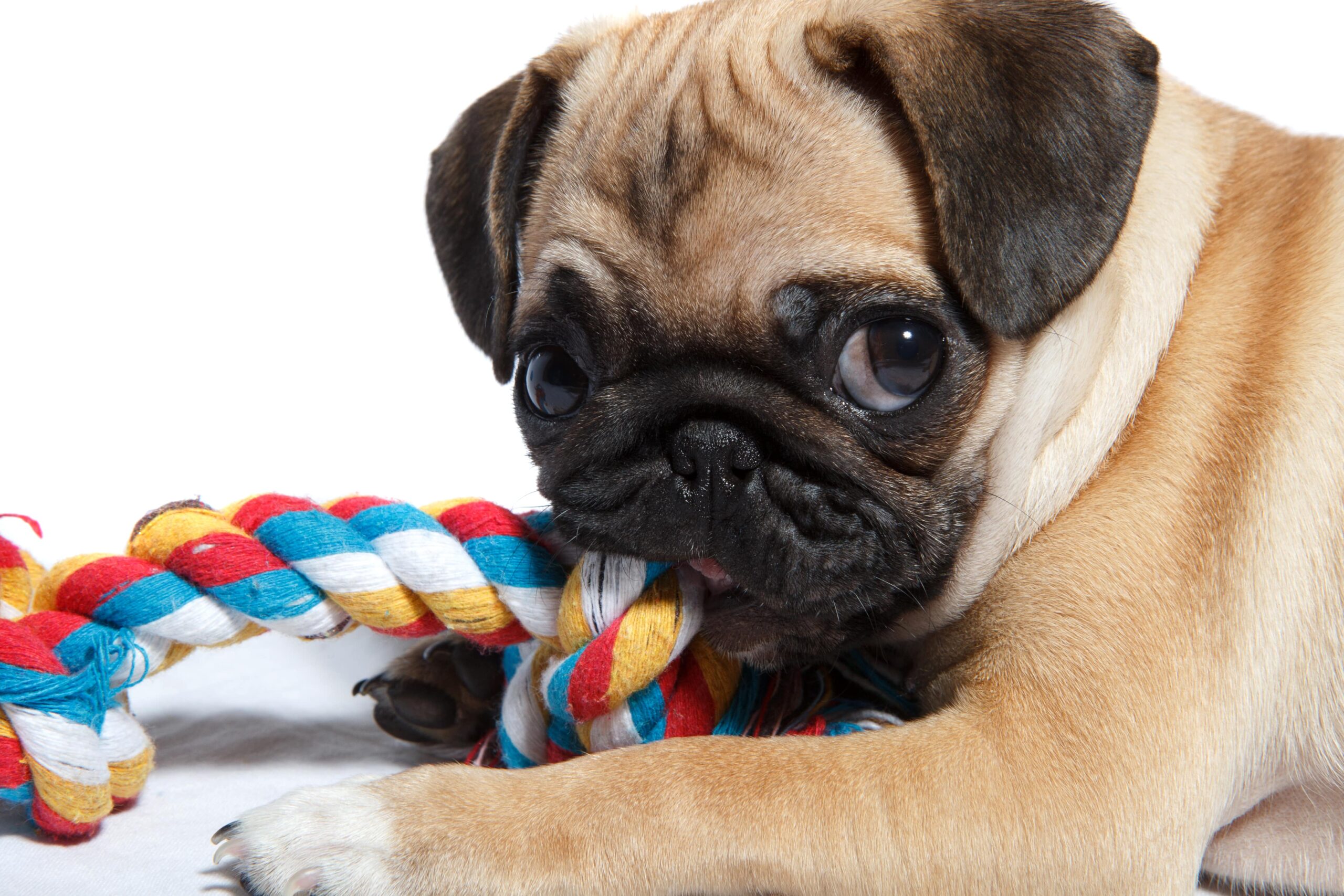 3 Best Pug Puppy Toys - Simply For Dogs