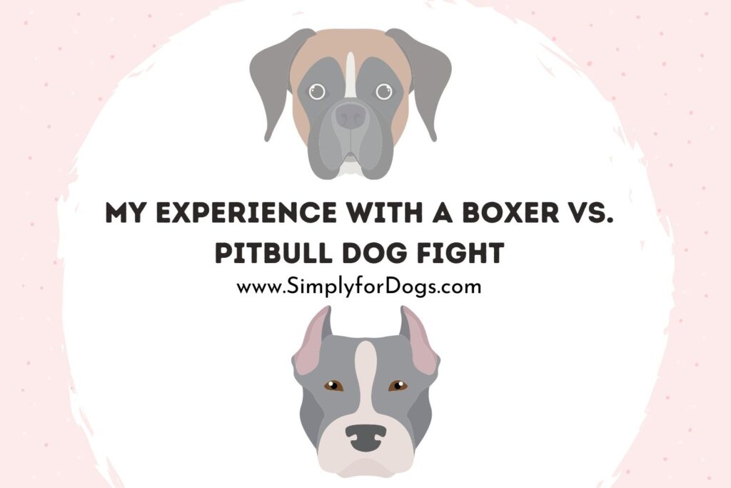 My Experience With a Boxer vs. Pitbull Dog Fight (Who Won?)