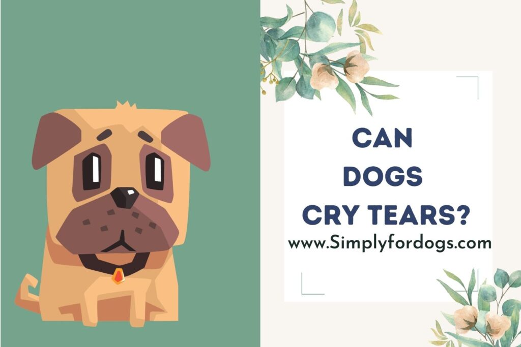 Can Dogs Cry Tears? (The Real Fact) Simply For Dogs