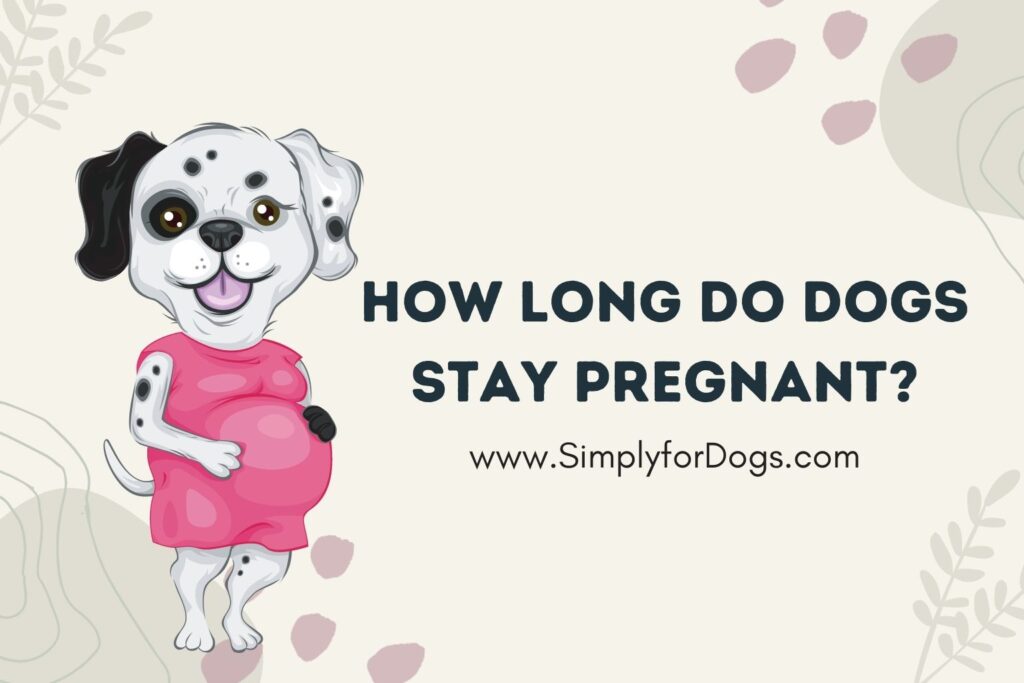 dogs-stay-pregnant-care-and-treatment-simply-for-dogs