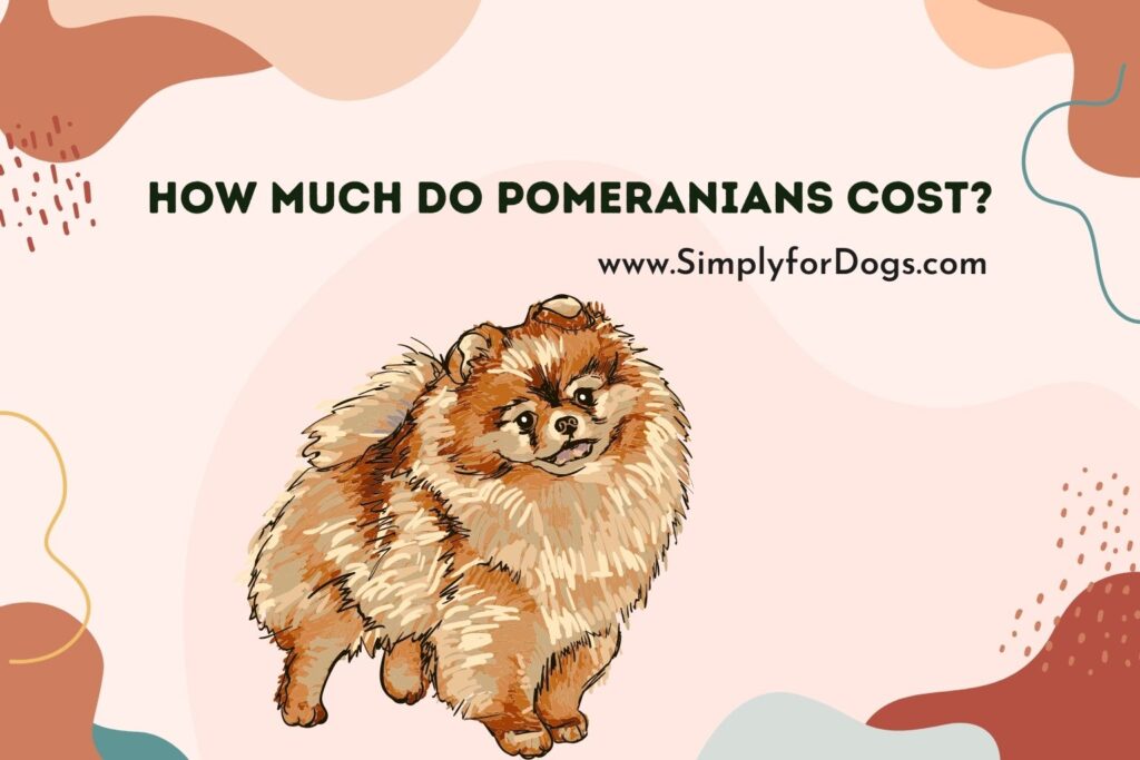 How Much Do Pomeranians Cost? (Know Before Buying) Simply For Dogs