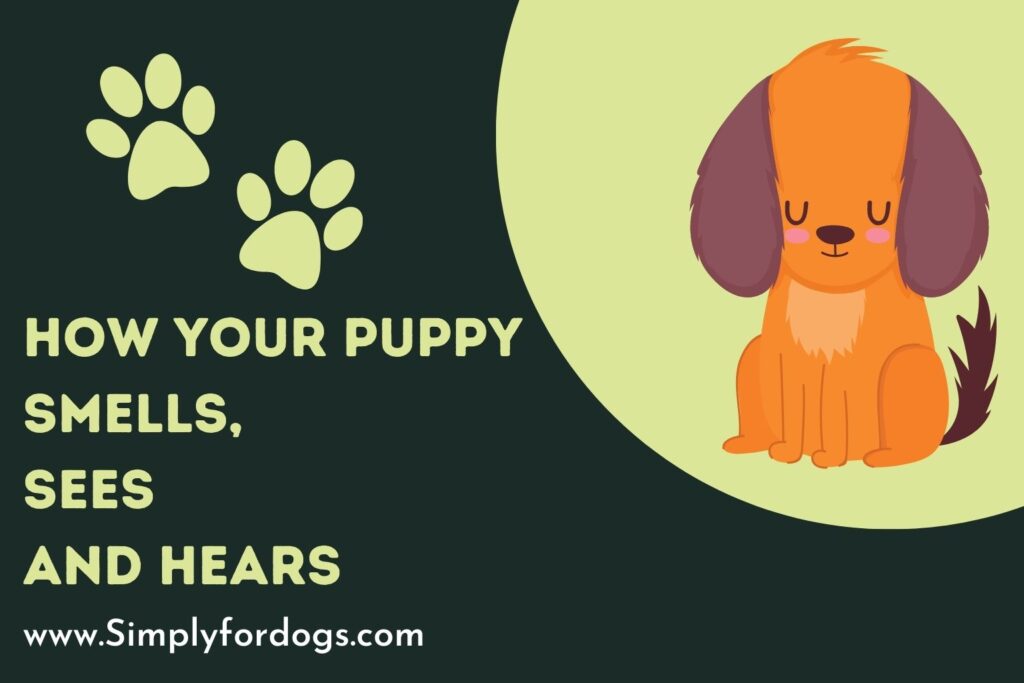 How Your Puppy Smells, Sees and Hears (For New Owners)