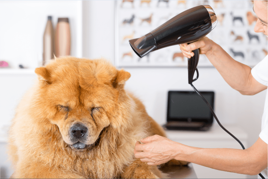 5 Best Dog Hair Blowers Simply For Dogs