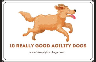 Agility Dogs