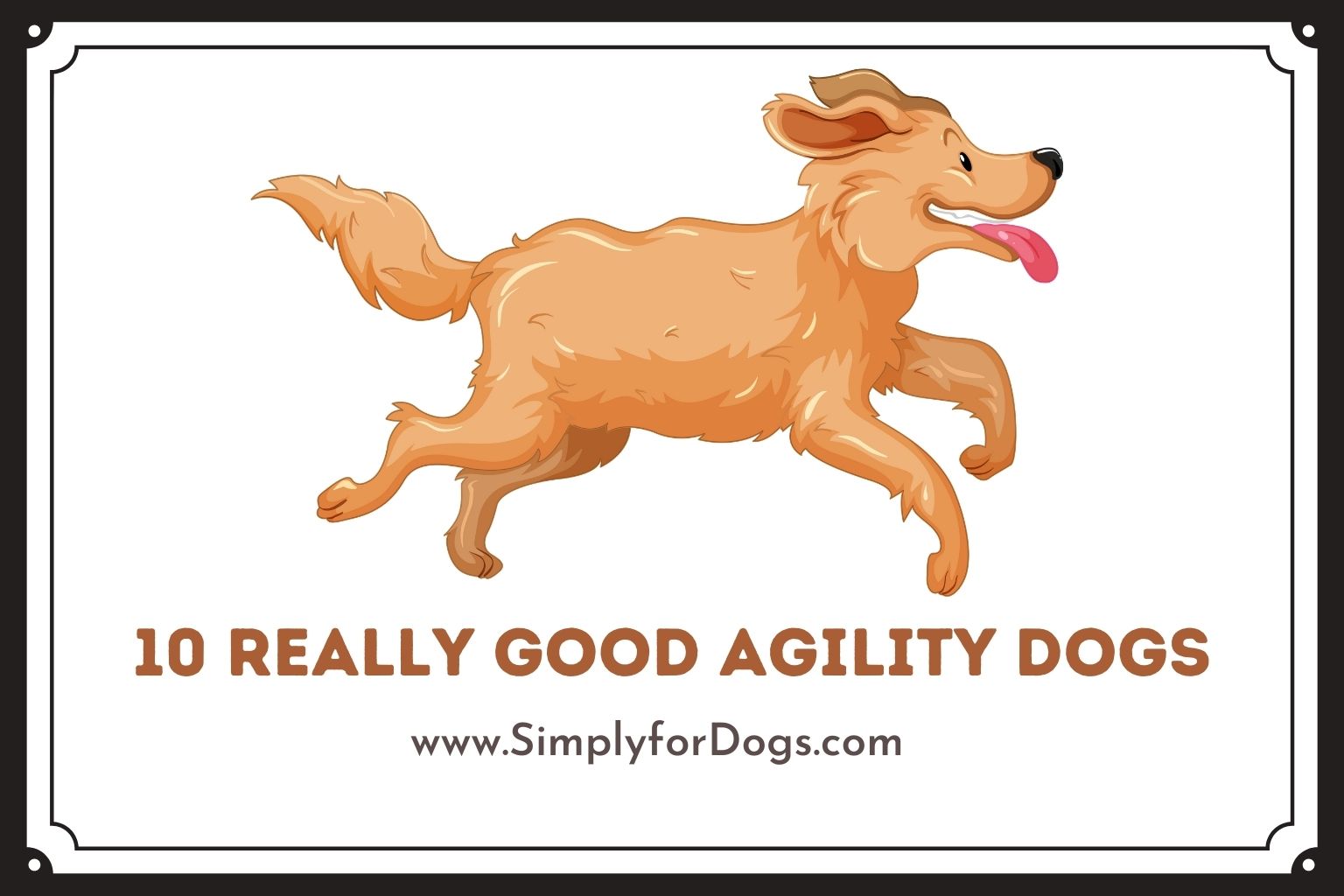 Agility Dogs