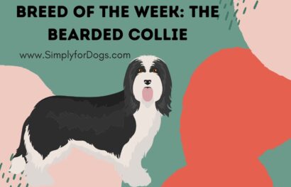 Breed of the Week_ The Bearded Collie