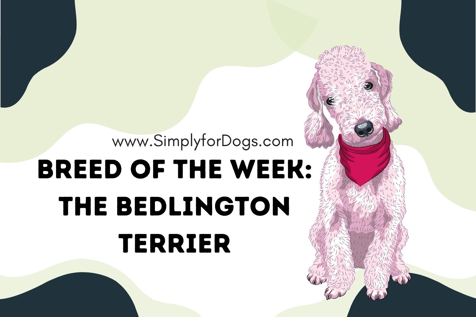 Breed of the Week: The Bedlington Terrier (Everything You Need to Know