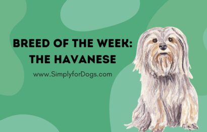 Breed of the Week_ The Havanese