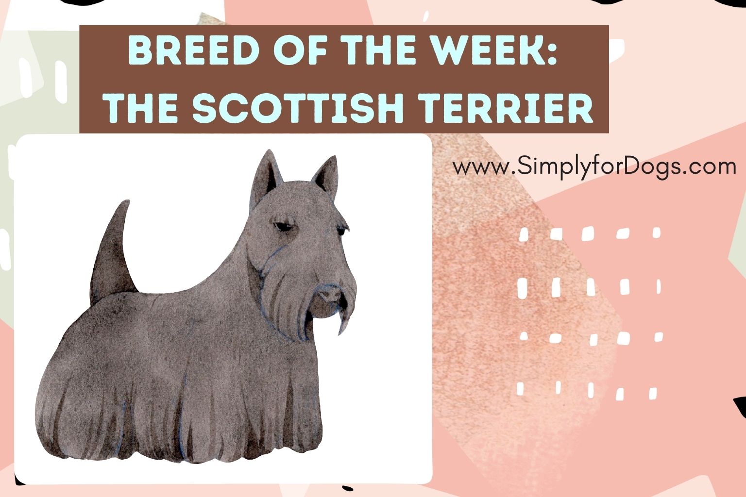 Breed of the Week_ The Scottish Terrier