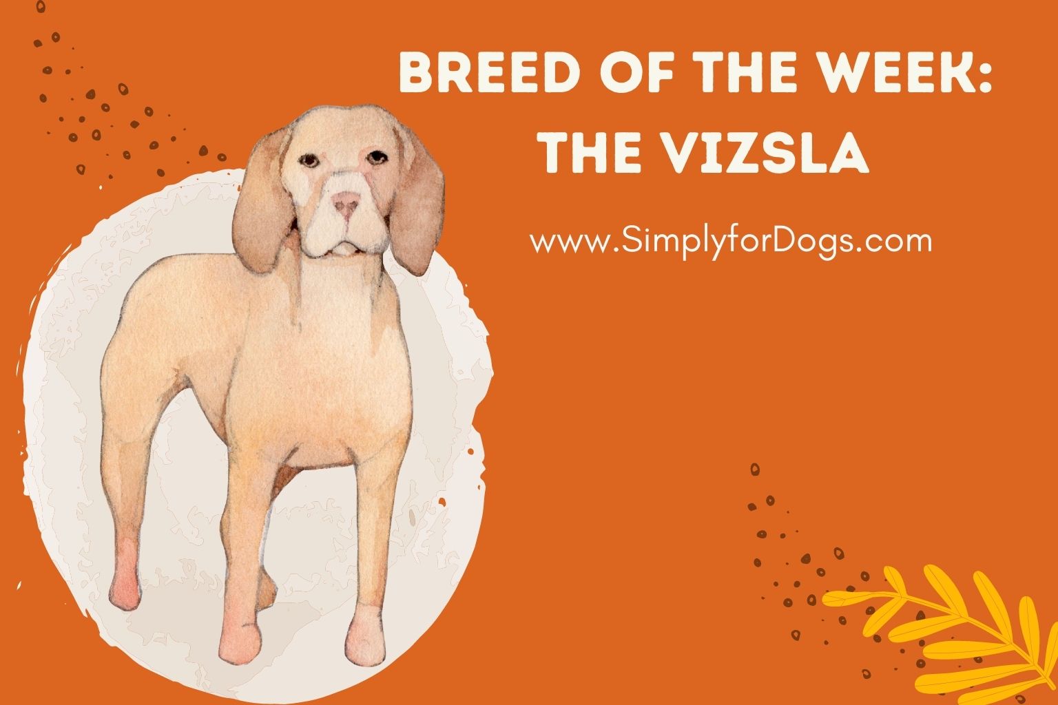 Breed of the Week_ The Vizsla