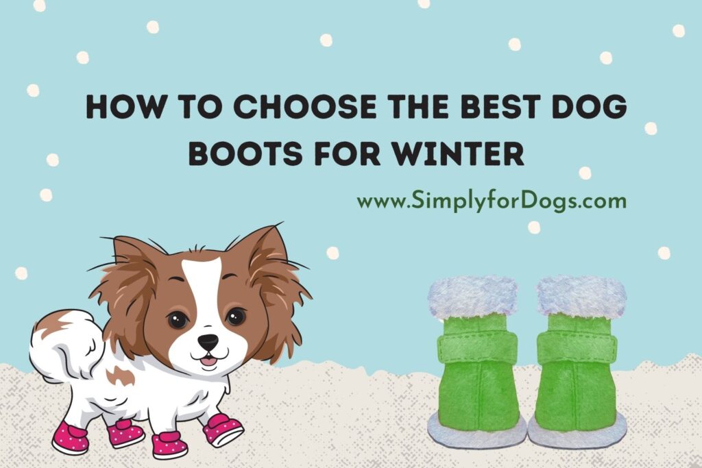How to Choose the Best Dog Boots for Winter (Winter Care)