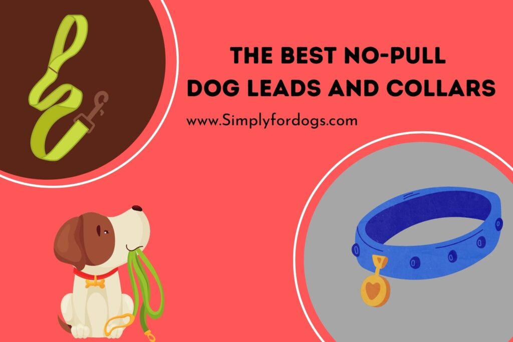Best NoPull Dog Leads and Collars (Most Popular in The Market)